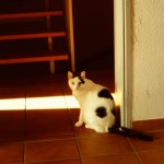 analog_091207
