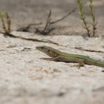 Mallorca_2011_07